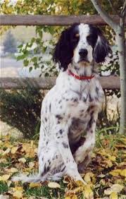 Black And White English Setter Dog A Black And White With Tan Llewellin Setter Is Sitting In Grass That Is Covered In Leaves In Front Of A Wooden Sp English Setter Dogs Dog Breeds English Setter