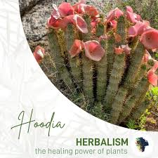 Image result for Hoodia