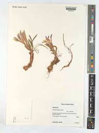 Image result for Napoleonaea septentrionalis