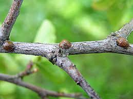 Image result for puklice švestková obrázek