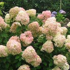 Limelight hydrangea (tree form) a bold, yet elegant peegee hydrangea selection that has a profusion of blooms. Hydrangea Paniculata Limelight Pflanzen Kaufen Online