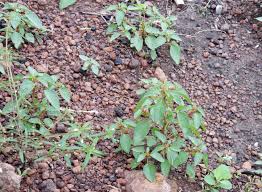 Image result for Acalypha segetalis