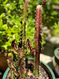 Image result for Euphorbia