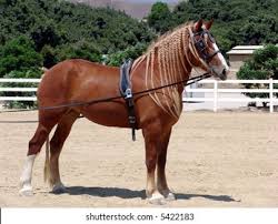 Its tall and massive stature makes it one of the strongest breeds of the. Belgian Draft Horse Full Body Stock Photo Edit Now 5422183