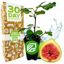 Image result for Carica