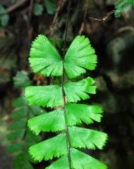 Image result for Adiantum vogelii