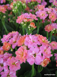 My Plant Finder Plant Guide Kalanchoe Blossfeldiana Kalanchoe Blossfeldiana Indoor Tree Plants Succulent Garden Indoor