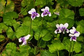 Image result for Viola hederacea