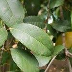Image result for Elaeodendron croceum