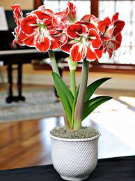 Stunning Samba Will Make Your Heart Dance This Eye Catching Amaryllis Features Bold Red Flowers With A White Amaryllis Flowers Flower Pots Planting Flowers