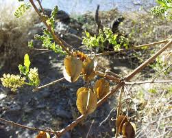 Image result for Combretum mossambicense