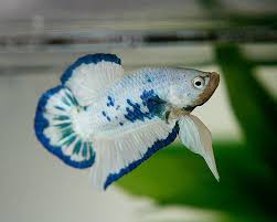 Blue panda marble betta pair. Aprenda Como Criticar O Formulario De Betta E Finalizar Aqui Pagina 6 Peixe Betta E Betta Fish Care Betta Fish Betta Betta Fish Tank