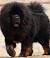 Cane Corso Mastiff Breeds
