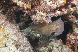 Moray eel darts out of its lair to catch a yellow tang. Moray Eels Delightful Or Deadly Roundglass Sustain