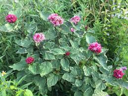 Image result for Clerodendrum fasciculatum