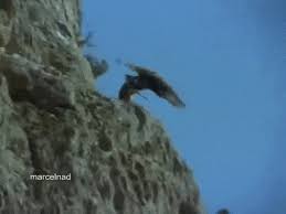 Goat Fall Gifs Get The Best Gif On Giphy Concept by dima marusov edited by misha petrick. goat fall gifs get the best gif on giphy