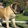 Why is tibetan mastiff the most expensive dog? Https Encrypted Tbn0 Gstatic Com Images Q Tbn And9gcqjf7abn4chu4vgwgjvldjywlrnmiyfktuzqrke9oxdr6mvf6ef Usqp Cau