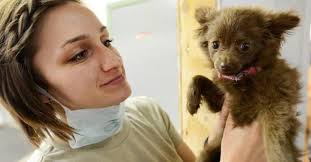 Dierenarts communiceert verkeerd