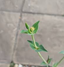 Image result for Euphorbia eranthes