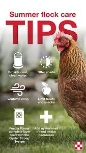 How easy is it to keep chickens in the garden? How To Keep Chickens Cool In Summertime Purina Animal Nutrition