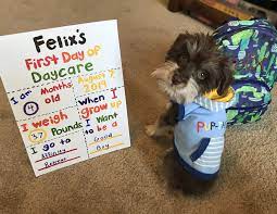 First Day Of Doggy Daycare Doggy School Signs Mini Schnauzer