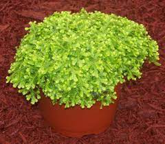 Selaginella Kraussiana Auera Golden Club Moss Low Light Plants Plants Terrarium Plants