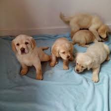 He is trained to walk and fully house trained, he had puppy training when he was 14 weeks. Labrador Puppies For Adoption Near Me Startseite Facebook