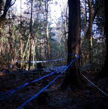 Inside Aokigahara Japan S Suicide Forest The Japan Times