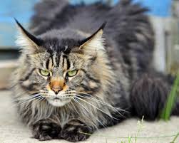 Coon songs were a genre of music that presented a stereotype of black people. State Cat Maine Coon Cat Maine Secretary Of State Kids Page