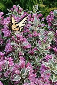 Image result for Weigela