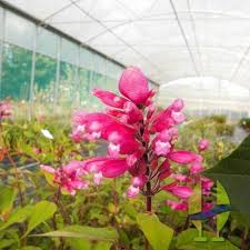 la sauge bethellii une profusion de fleurs pour l automne jardin garden fleurs plantes flower nature horticulture plante horticulture fleurs