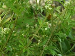 Image result for Galium spurium