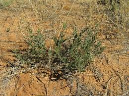 Image result for Heliotropium ciliatum