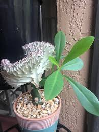 But when your cacti look a little sunken, your mind starts reeling: My Coral Cactus Has This Huge Branch That I Ve Just Been Letting Grow For A While To Cut Or Not To Cut Houseplants