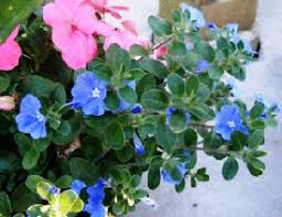Check spelling or type a new query. Midwest Gardening Selecting The Best Performing Annuals For Your Gardens And Containers