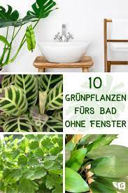 pin auf plants inspiration