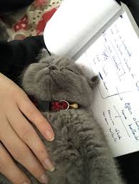 Incir Deli Dunya Tatlisi Gri Cankiz Guzel Suratli Kedi Kedim Cat My Cat Crazy Grey Sweety Little Girl Kediler Ve Yavrulari Kedi Kedileri Seviyorum