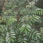 Image result for Zanthoxylum usambarense