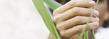 The Impact Of Biophilic Design Us Ambius Plant Care Plant Health Plant Care Houseplant