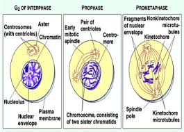 Draw with the pen tools. Biology Exams 4 U How To Count Chromosomes And Dna Molecules During Mitosis