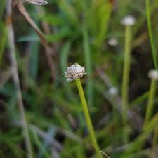 Image result for Eriocaulon truncatum