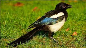 Small black and white males or brown and white females, forest bird with white wing bar big head, south island version has yellow breast. 21 Most Common Feeder Birds In Europe Id Guide Bird Watching Hq