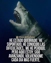 El rinoceronte zen ofrece un camino inusual hacia la felicidad. Rinocerontes Campeones Posts Facebook