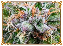 Bubba kush would have been a lot more expensive a few years ago, but, because it's quite an old strain, the price has gone down. Bubba Kush Strain For Muscle Spasm Stress From Hippie Chicks