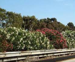 Azalea, tulip, daffodil, amaryllis, oleander, cyclamen and kalanchoe. Oleander Is Poisonous To Pets Poisonous Plant For Pets