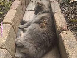 Cat Becomes Friends With A Chipmunk Won T Stop Cuddling The Tiny Chipmunk And The Cat Who Became Friends Cute Animals Cats Funny Animals