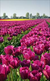 Pin By Folakemi Ayodele On Things Places Pool And Spas Tulip Fields Beautiful Gardens Beautiful Flowers