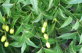 It is used as a traditional medicine for curing diseases in almost all parts of the asian countries. Neem Benefits And Uses As A Medicinal Herb