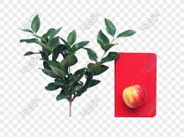 Check spelling or type a new query. Buah Daun Apel Hijau Png Grafik Gambar Unduh Gratis Lovepik