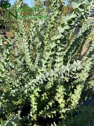 Image result for Acacia kirkii